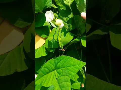 My winged bean plant has borne fruit.