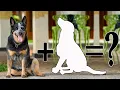 Top 10 Beautiful Australian Cattle Dog mix Australian Cattle Dog Cross Breeds