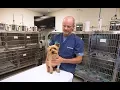 Olympia Pet Emergency moving back to Lacey