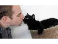 Does YOUR Cat Like Kisses