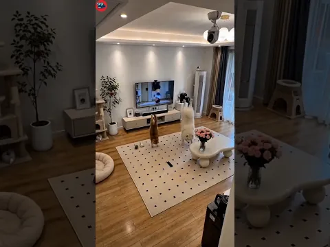 Funny dog ​​and funny cat learn street dance from TV😂