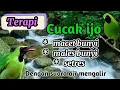 Download Lagu Terapi cucak ijo ampuh !!!!!