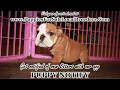 English Bulldog Yorkie Maltipoo Morkie Yorkie Puppies For Sale Atlanta Georgia Local Breeders