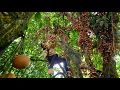 Download Lagu Harvesting pearl orchards from natural forests for sale, Daily Life
