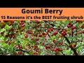 Goumi Berry: 15 Reasons it’s the BEST and how to grow Goumi Elaeagnus multiflora #gardening #garden
