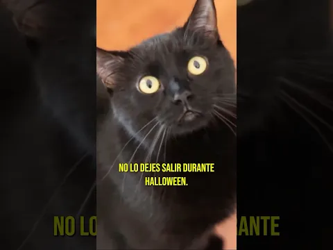 ¡CUIDADO! ⚠️ Los gatos CORREN PELIGRO ☠️