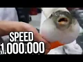 Pufferfish eating a carrot SPEED 1000000X