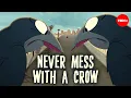 Download Lagu How smart are crows? - Katharina Brecht