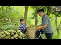 Download Lagu Harvest mangoes goes to the market sell with the boy.