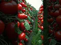 Download Lagu Walking through the beautiful tomato fields🍅#farming #farmer #farm #fruit #nature #shorts