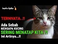 Download Lagu TERNYATA !! Kenapa Kucing Sering Menatap Kita ? Ini Alasannya Menurut Islam