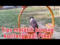 Download Lagu Tips melatih burung kutilang jadi pikat #melatihburung #pikatkutilangranting