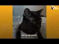 Wobbly Cat Adopts A Tiny, Wobbly Kitten | The Dodo