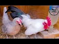Kikirikis siguen poniendo La pollada y pollitos galivan blue