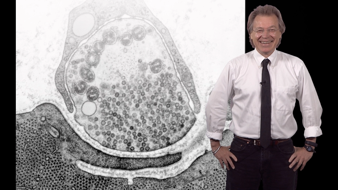 Erik Jorgensen (U. Utah / HHMI) 1: Synaptic transmission