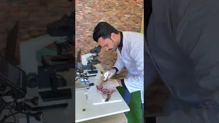 الفسيخ تحت الميكروسكوب 