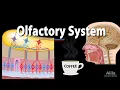 Lagu Olfactory System: Anatomy and Physiology, Pathways, Animation.