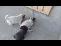 Download Lagu Mother dog came to see her daughters/Brown pup wants to play with her but White one started fighting