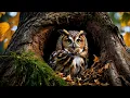 Download Lagu The sound of owls hooting for 8 hours 🦉 *hoot* *hoot*
