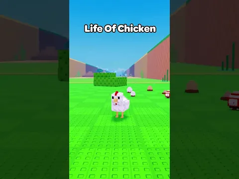 Life Of A Chicken!