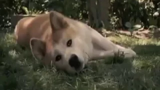 موسيقى حزينة جدا Mp3 مع قصة وفاء Hatchi التي ابكت العالم 10Youtube Com  موسيقى حزينة جدا Mp3 مع قصة وفاء Hatchi التي ابكت العالم 10Youtube Com