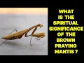 WHAT IS THE SPIRITUAL SIGNIFICANCE OF THE BROWN PRAYING MANTIS