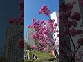 Lagu Pink trumpet flowers fully bloom #satisfying #shorts