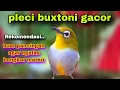 Download Lagu Suara Pleci Ngalas Nembak || Pancingan Pleci Buxtoni Biar Gacor Dor