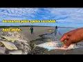Download Lagu TARIK PUKAT PERSISIRAN PANTAI⁉️ BERMACAM JENIS SPESIS TERCIDUK..#rezeki #padu #persisiranpantai