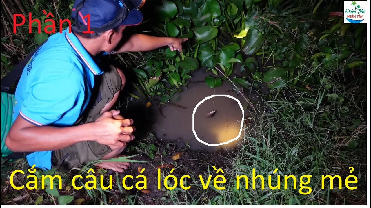 847 | Ký ức miền tây cắm câu cá lóc mùa nước nổi P1 | Fishing