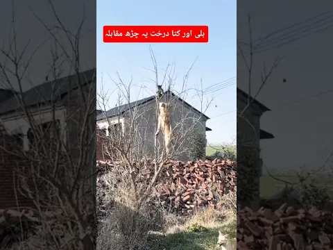 Why Cats & Dogs Climb Treesبلی اور کتا درخت پہ چڑھ مقابلہ