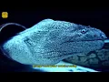 Ocean sound nobody explained in 1991 — LEAKED
