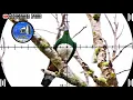 Download Lagu HUNTING AND COOKING / BERBURU BURUNG PERGAM JUMBO DI  DI SPOT POHON KERING 
