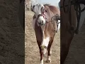 Cuteness overload Cattle market
