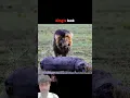 Download Lagu #king look# trending shorts viral video...