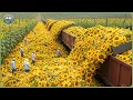 Incredible Race to Harvest 86 Million Tons of Flowers - Modern Flower Processing Essential Oils