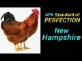 New Hampshire Chicken Decoding the American Standard of Perfection