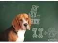 Back to school adoption promotion at PAWS of Dearborn County