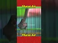 Lagu Masteran murai air‼️ #burung  #masteranburung #muraiair