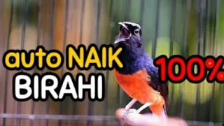 suara murai jantan birahi memanggil betina pancingan ampuh menaikan birahi murai batu