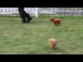 Cockapoo Puppies For Sale