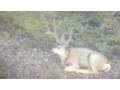 Sweet High Country Mule Deer - MonsterMuleys com
