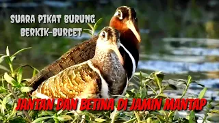  suara mantap pikat burung berkik burcet jantan dan betina di jamin jernih suarapikatrobiplur