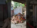 Download Lagu PAMER HEWAN KURBAN KEREN,DOMBA PAKE BAJU,SAPI PAKE KACAMATA BESTIEE