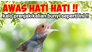 review suara prenjak starter nyetarter prenjakkepalamerah bersama kicaustrike