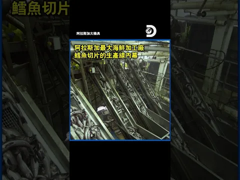 美國最大海鮮加工廠如何3小時內處理22.7萬漁獲?《阿拉斯加大機具》#阿拉斯加 #工程 #海鮮
