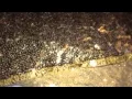 TRLYC Sequin Table Cloth