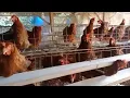 Download Lagu musik relaksasing suara ayam bertelur. ,  memancing ayam agar cepat bertelur