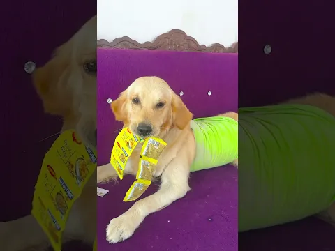 इतना सारा सामान मेरा डॉगी क्यों खाता है😱 #funnydogs #shorts