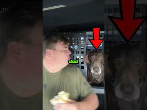 Never Leave Dog With Dad 😂